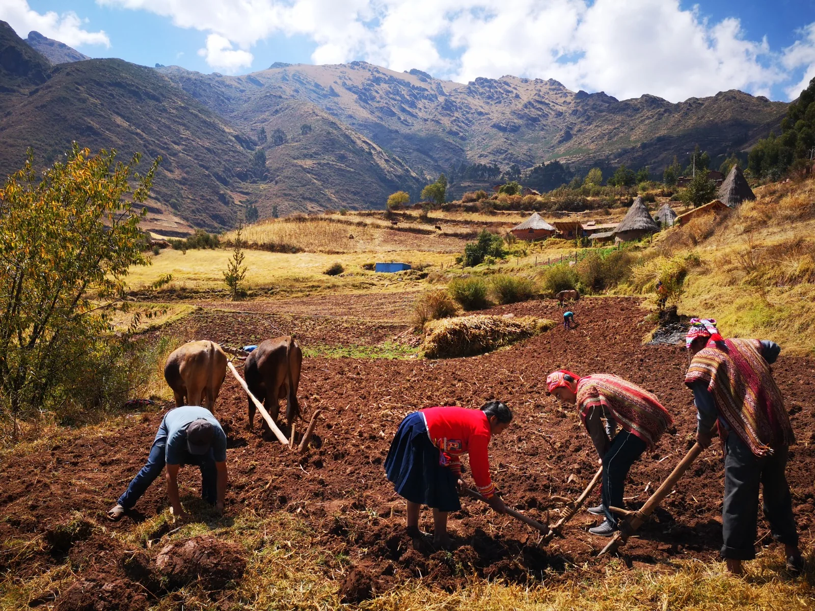 Traditional farming in the Andes