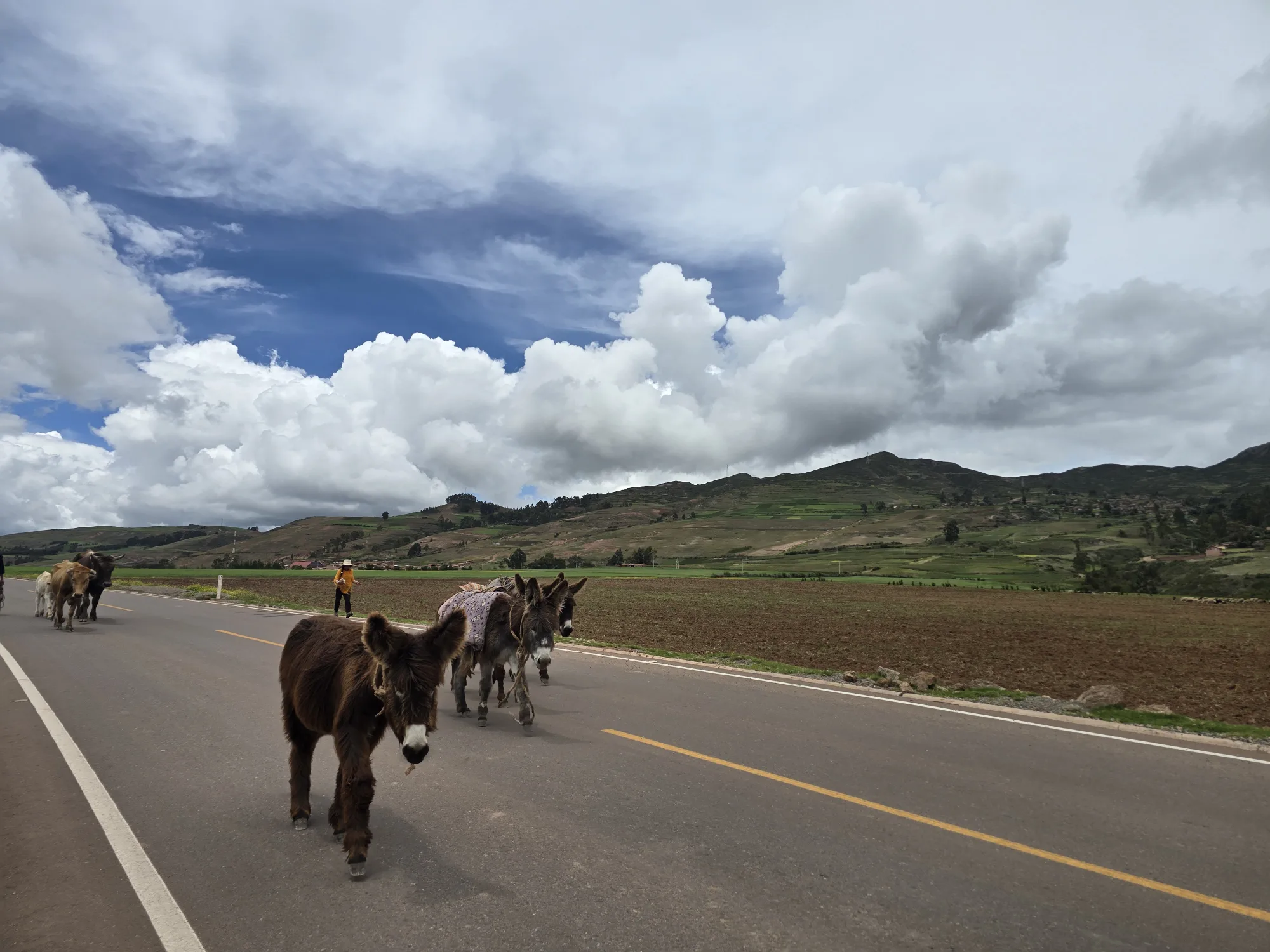 Pack animals on the road up to Moray