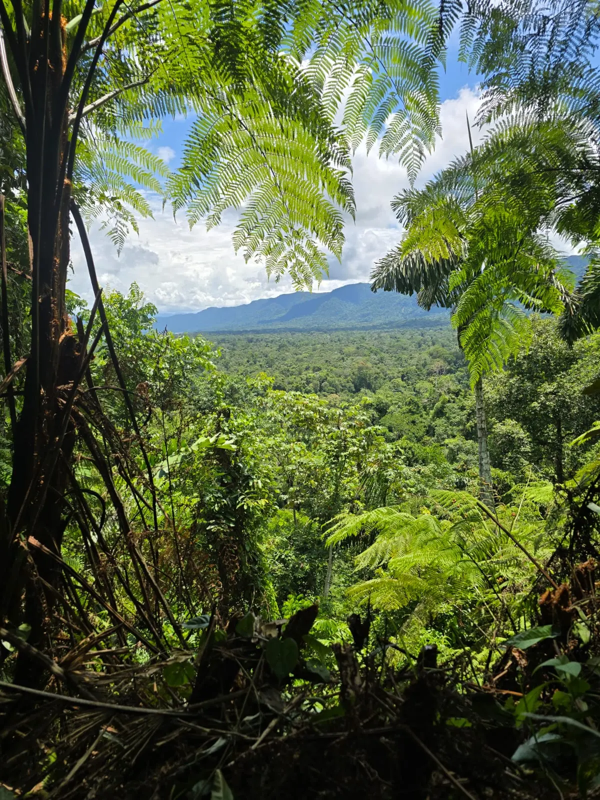 Lush cloud forest seen through tropical ferns