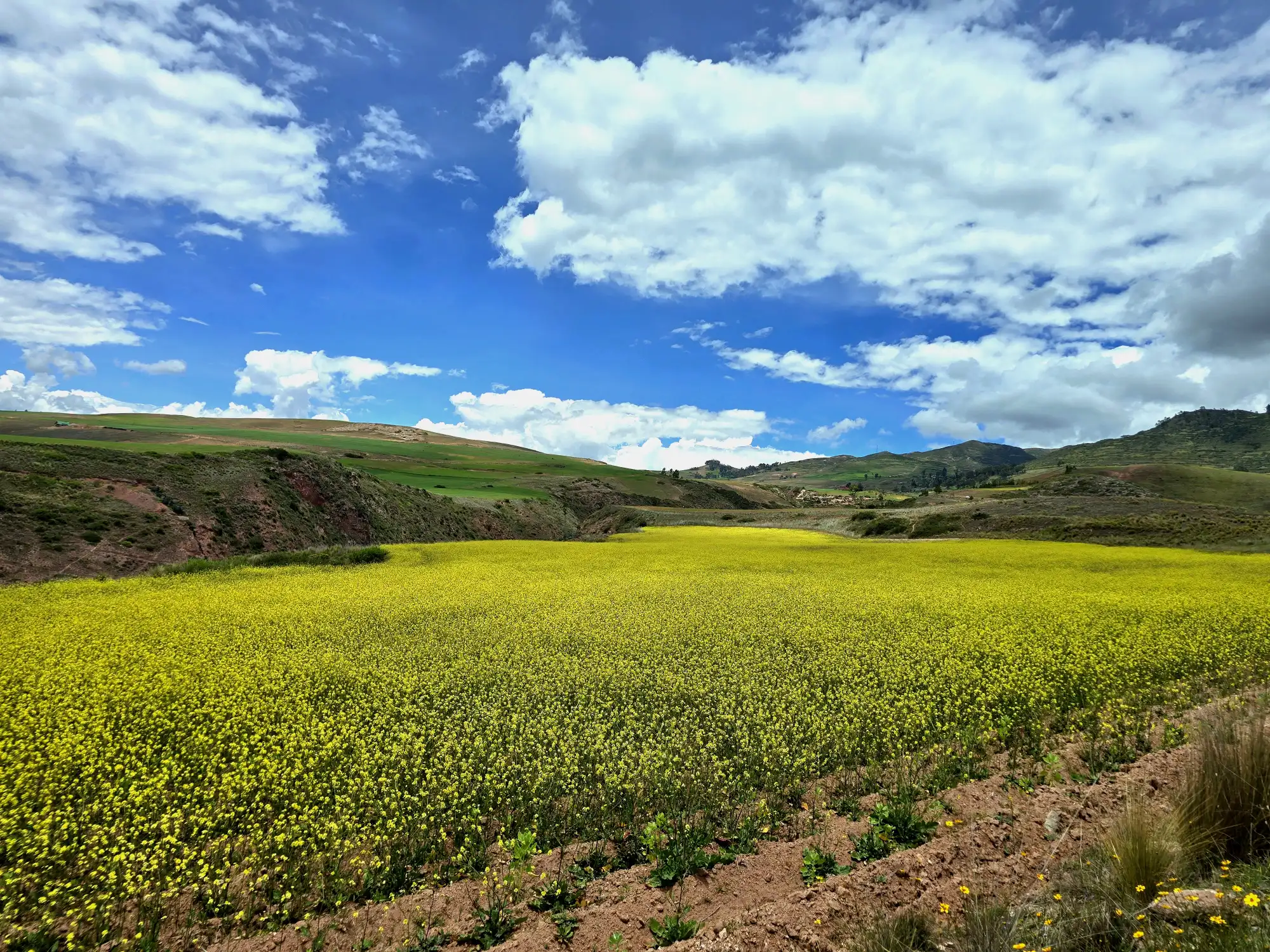 A flowering field near Moray